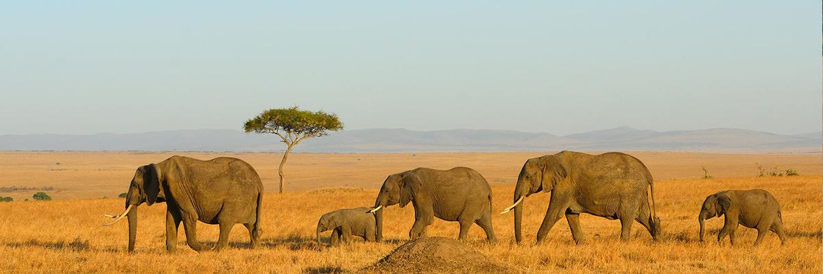 Kenya Safari 2024 - background banner